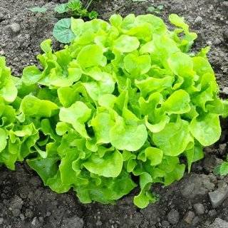  400 Seeds, Lettuce Lolla Rossa (Lactuca sativa) Seeds By 