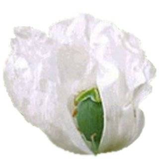   Afghan Poppy Seeds Papaver Somniferum. One Stop Poppy Shoppe® Brand