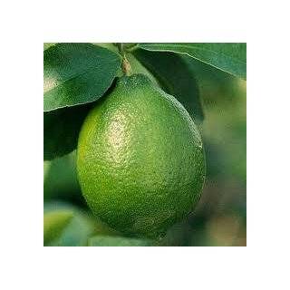 Year Old Dwarf Persian Lime Tree in Growers Pot, 3 Year Warranty