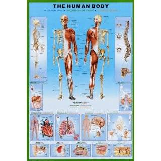 Muscular System Anatomical Chart Laminated  Industrial 