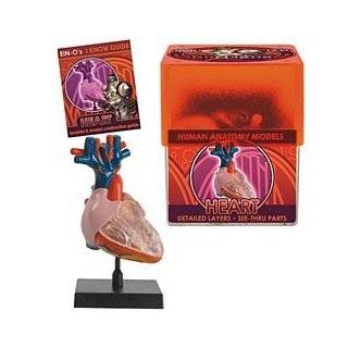  Learning Resources Cross Section Human Heart Model Toys 