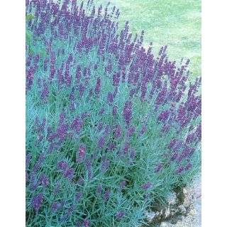    Munstead Lavender Herb   Perennial   8 Plants Patio, Lawn & Garden