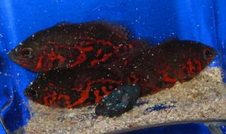 Red Tiger Oscar Live Freshwater Aquarium Fish