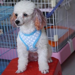 Pet Dog Puppy Polka Dots Pattern Soft Mesh Harness Clothes Apparel Size XS XL