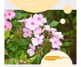 Verbena Seed ★ 30 Trailing Verbena Flowers Mix Ornamental Color Popular Plant