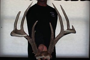 Monster 156" 9pt Deer Antlers Taxidermy Horns Sheds Decor Rustic Cabin