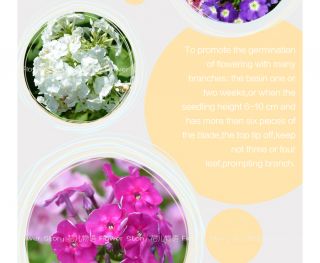 Verbena Seed ★ 30 Trailing Verbena Flowers Mix Ornamental Color Popular Plant