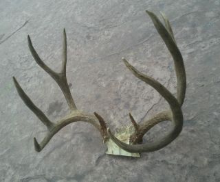 Great 5x5 Mule Deer Rack Antlers Sheds Horns