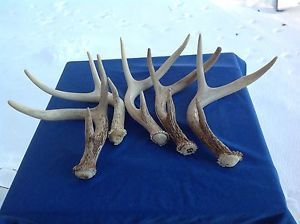 5 Grade A 3PTS Whitetail Deer Shed Antlers Lamp Knife Handle Dog Chews Cabin