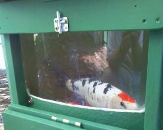 Fiberglass Koi Pond Fish Tank with Filter Pump Stand Phoenix AZ