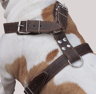 Great Dane Cane Corso Mastiff Real Leather Dog Harness 35" 40" Chest Size
