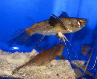 African Butterfly Fish Live Freshwater Fish