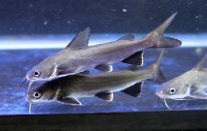 1 Silver Tipped Shark Catfish White Tip Cat Fish Live Freshwater Tropical Fish