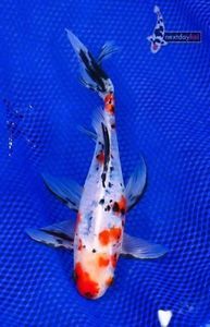 8" Imported Chinese Veiltail Shubunkin Live Fancy Goldfish for Koi Fish Pond NDK