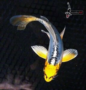 5 5" Doitsu Blue Kujaku Butterfly Fin Live Koi Fish Pond Garden NDK