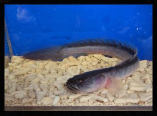 Dragon Fish Live Freshwater Fish