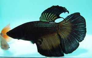Black Betta Live Freshwater Aquarium Fish