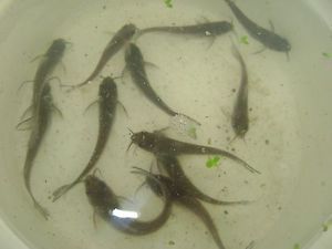 12 Live Channel Catfish Duckweed and Fish Food for Aquaponics or Your Pond