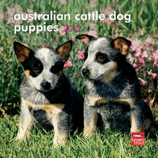 Australian Cattle Dog Puppies 2013 Mini Wall Calendar