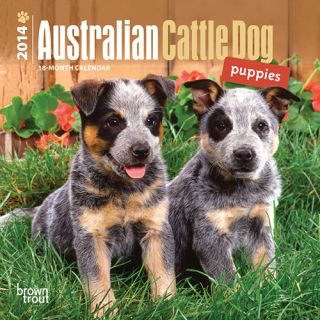 Australian Cattle Dog Puppies 2014 Mini Wall Calendar