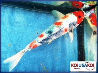 14"Live Koi Fish J2 1405 Koiusakoi