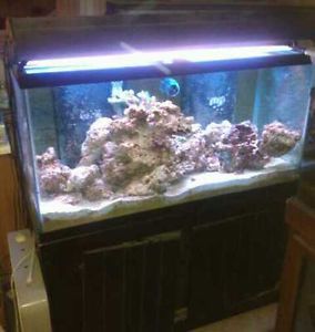 120 Gal Saltwater Aquarium Reef Ready Fish Tank Live Rock