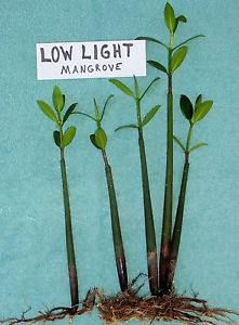 12 Super Low Light Mangroves Mangrove Saltwater Aquarium Refugium Sump Plants