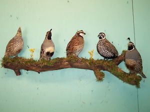 Grand Slam Quail Pheasant Taxidermy Bird Mounts Wildlife Art