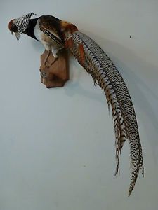 Lady Amherst Pheasant Game Bird w Raised Cape Professional Taxidermy Wall Mount