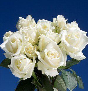 White Online Roses  250 Fresh Cut Escimo Roses  Fresh Cut Format Rose Flowers  Grocery & Gourmet Food