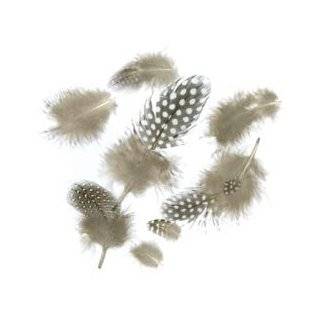 Bulk Buy Zucker Feather Guinea Plumage Feathers .04 Ounces Natural B351 (6 Pack)