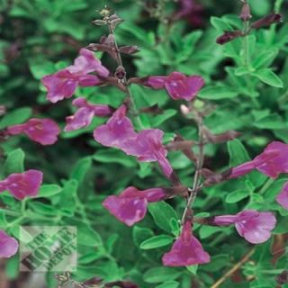 Salvia Greggii Purple SF0030
