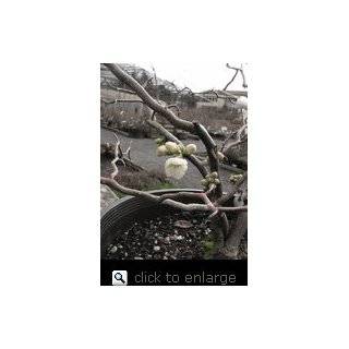 Contorted Flowering Quince Plant Five Gallon