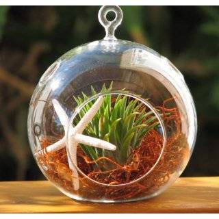  Air Plant Harrisii Bromeliads Kit with White Pebbles Great 