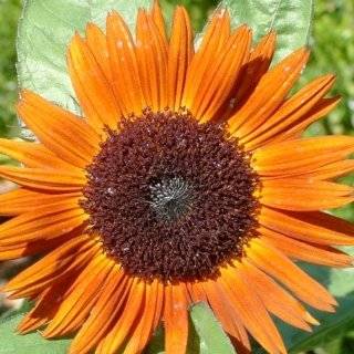  Wilde (Helianthus annuus) Seeds by Seed Needs Patio, Lawn & Garden