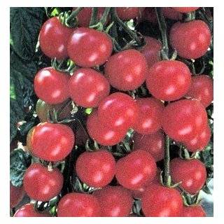  Super Fantastic Tomato 45 Seeds Large, Red, Meaty Fruit 