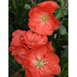  Toyo Nishiki Flowering Quince Plant   Outdoor or Bonsai 