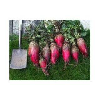  Giant Red Mangel Beet   50+ Seeds Chickens Love them 