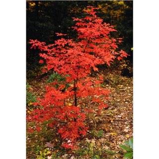  Japanese Red Maple Tree Seedling Patio, Lawn & Garden